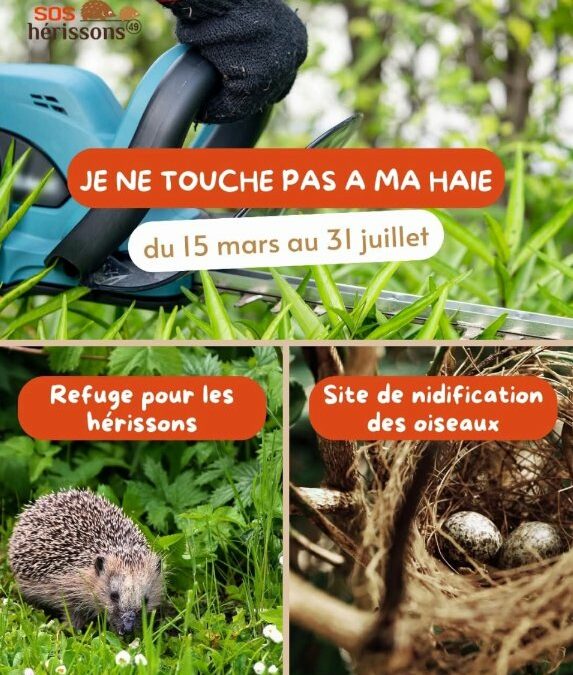 🦔Je ne touche pas à ma haie🐣