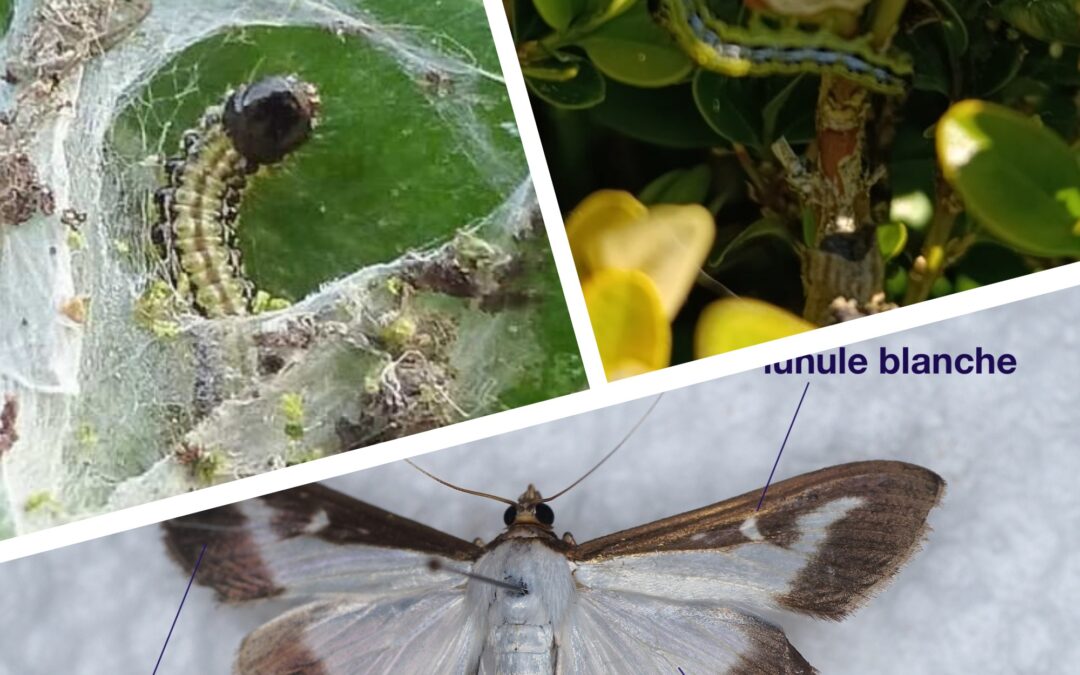 🌿🐛 Pyrale du buis : soyons vigilants